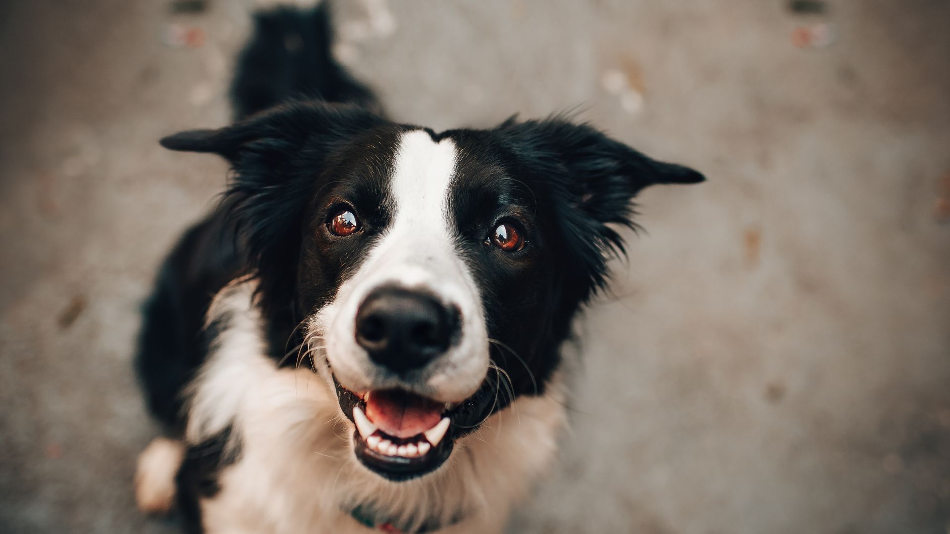 Ear Cropping Surgery in Keaau, Hawaii: A Definitive Guide for Dog