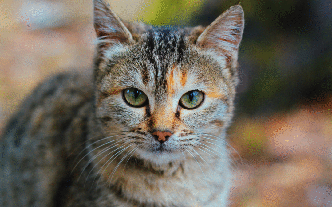 What Cat Owners Should Know About Feline Leukemia