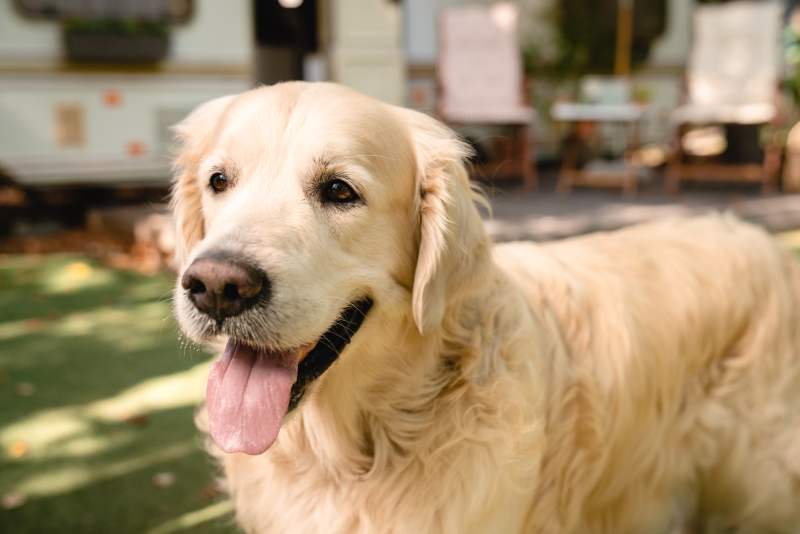 Case Study: Dog Fight Wound Care with Laser Therapy and Ozone