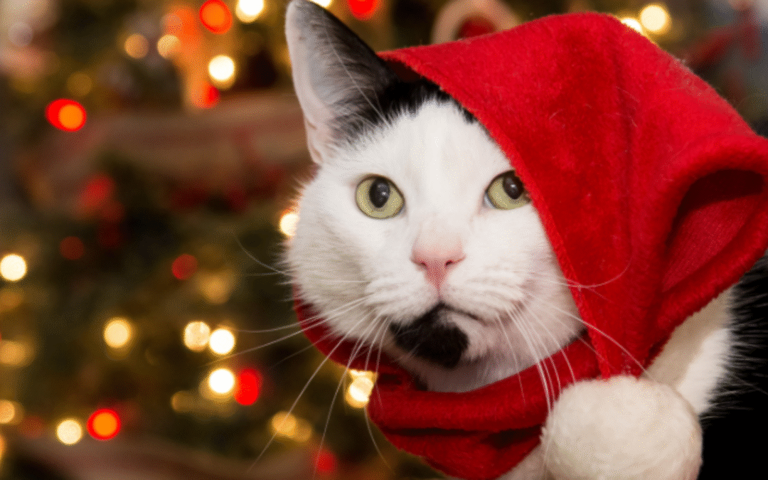 What Holiday Foods are Safe (and Not Safe) to Share with Your Pet