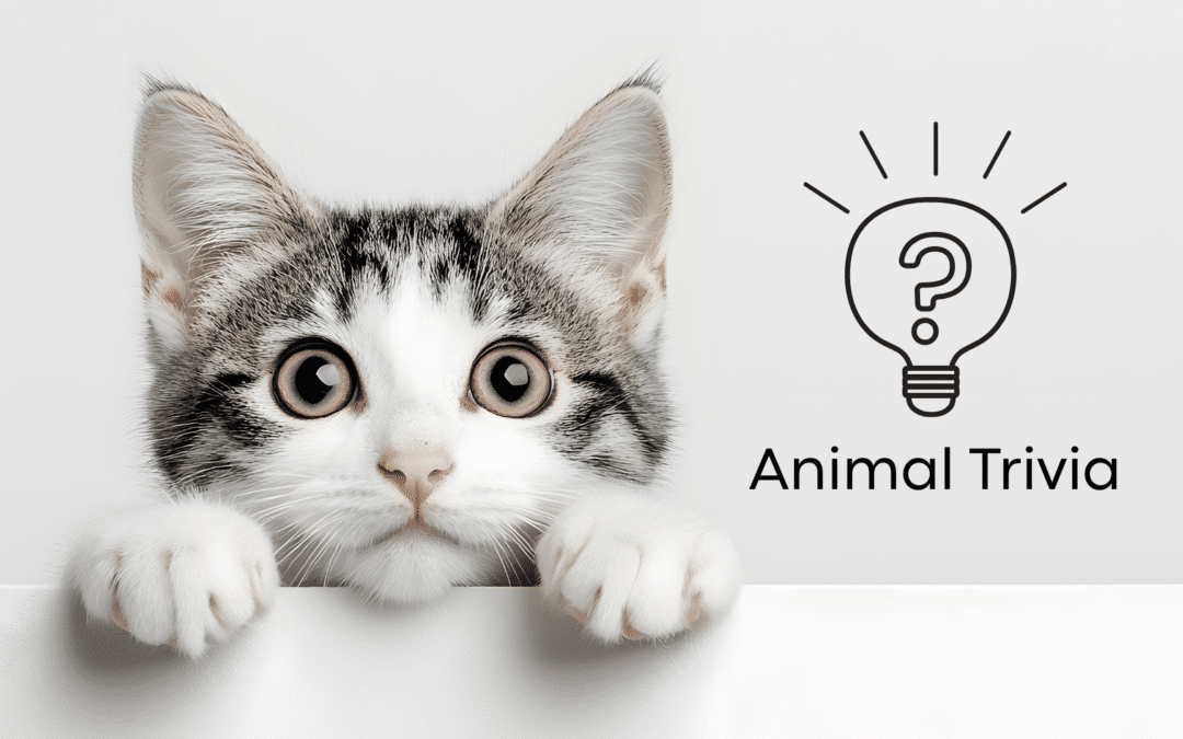 Vet Near Me Quiz – Are You Smarter Than a 5th Grader? Pet Edition | Big Island Pet Care Center | Vet near me