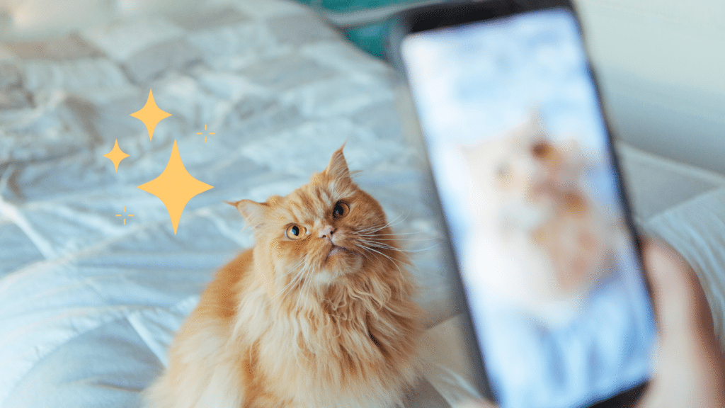Taking a pet photo of an orange cat on a bed in Keaau, HI