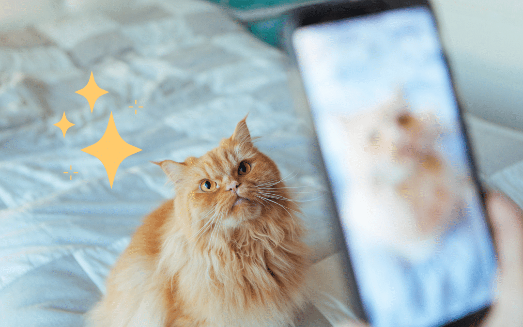 Tips for Taking Photos of Your Pet